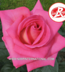 Rosier Parfum Royal® Adaborop aux grandes fleurs turbinées rose nacré au revers argenté et au feuillage vert foncé brillant.