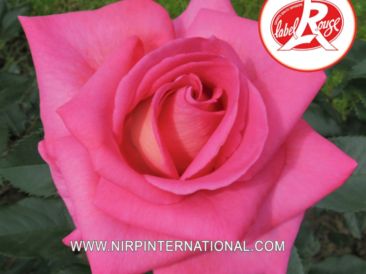 Rosier Parfum Royal® Adaborop aux grandes fleurs turbinées rose nacré au revers argenté et au feuillage vert foncé brillant.