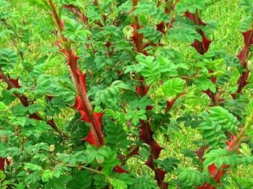 Découvrez Rosa Pteracantha, un rosier botanique spectaculaire aux grandes épines rouges translucides. Fleurs blanches, cynorrhodons et port original.