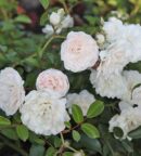texte alternatif de la phot Rosier couvre-sol Sea Foam aux généreuses fleurs doubles blanc crème, idéal pour fleurir un jardin facilement et habiller talus et massifs.