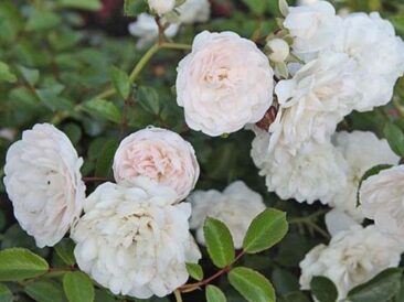 texte alternatif de la phot Rosier couvre-sol Sea Foam aux généreuses fleurs doubles blanc crème, idéal pour fleurir un jardin facilement et habiller talus et massifs.