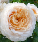 Achetez le rosier Trésor® chez La Star de Doué : des fleurs blanc ivoire et abricot, un parfum intense d’agrumes et une floraison remontante.