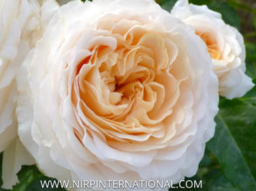 Achetez le rosier Trésor® chez La Star de Doué : des fleurs blanc ivoire et abricot, un parfum intense d’agrumes et une floraison remontante.