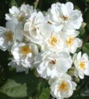 Rosier arbustif Waterloo aux bouquets abondants de petites fleurs blanches et au feuillage vert foncé légèrement grisé.