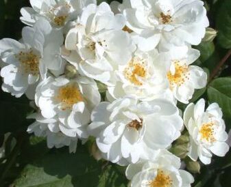 Rosier arbustif Waterloo aux bouquets abondants de petites fleurs blanches et au feuillage vert foncé légèrement grisé.