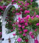 Zéphirine Drouhin : un rosier grimpant historique, généreux et parfumé, à découvrir dans notre sélection de rosiers anciens.