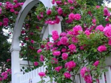 Zéphirine Drouhin : un rosier grimpant historique, généreux et parfumé, à découvrir dans notre sélection de rosiers anciens.